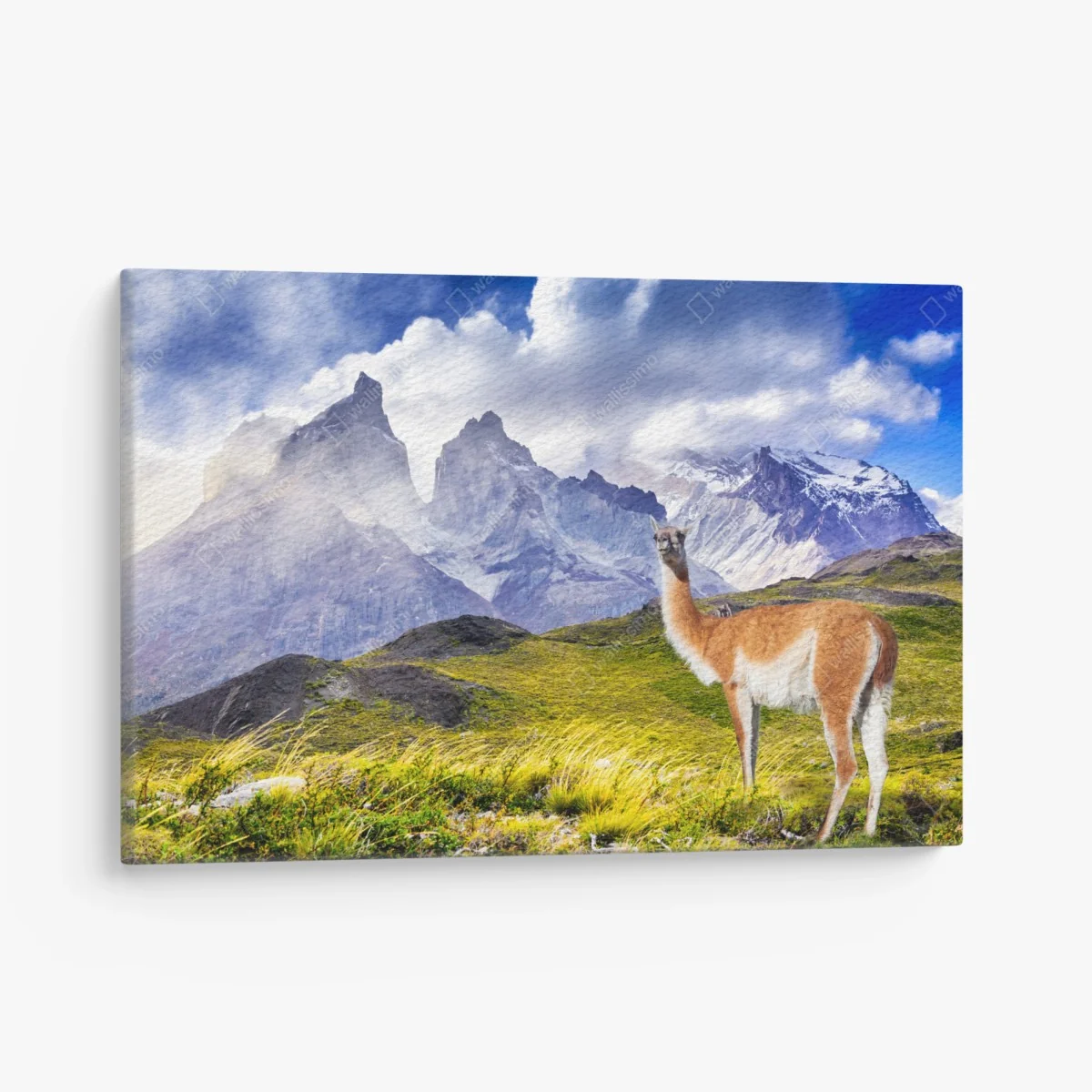 Leinwandbild Torres del Paine Patagonia landschaft mit guanako – Wallnifity® Leinwandbild Torres del Paine Patagonia landschaft mit guanako – Wallnifity®