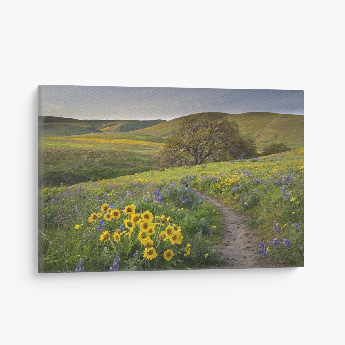 Leinwandbild pfad durch blumenwiese mit eichenbaum – Wallnifity®