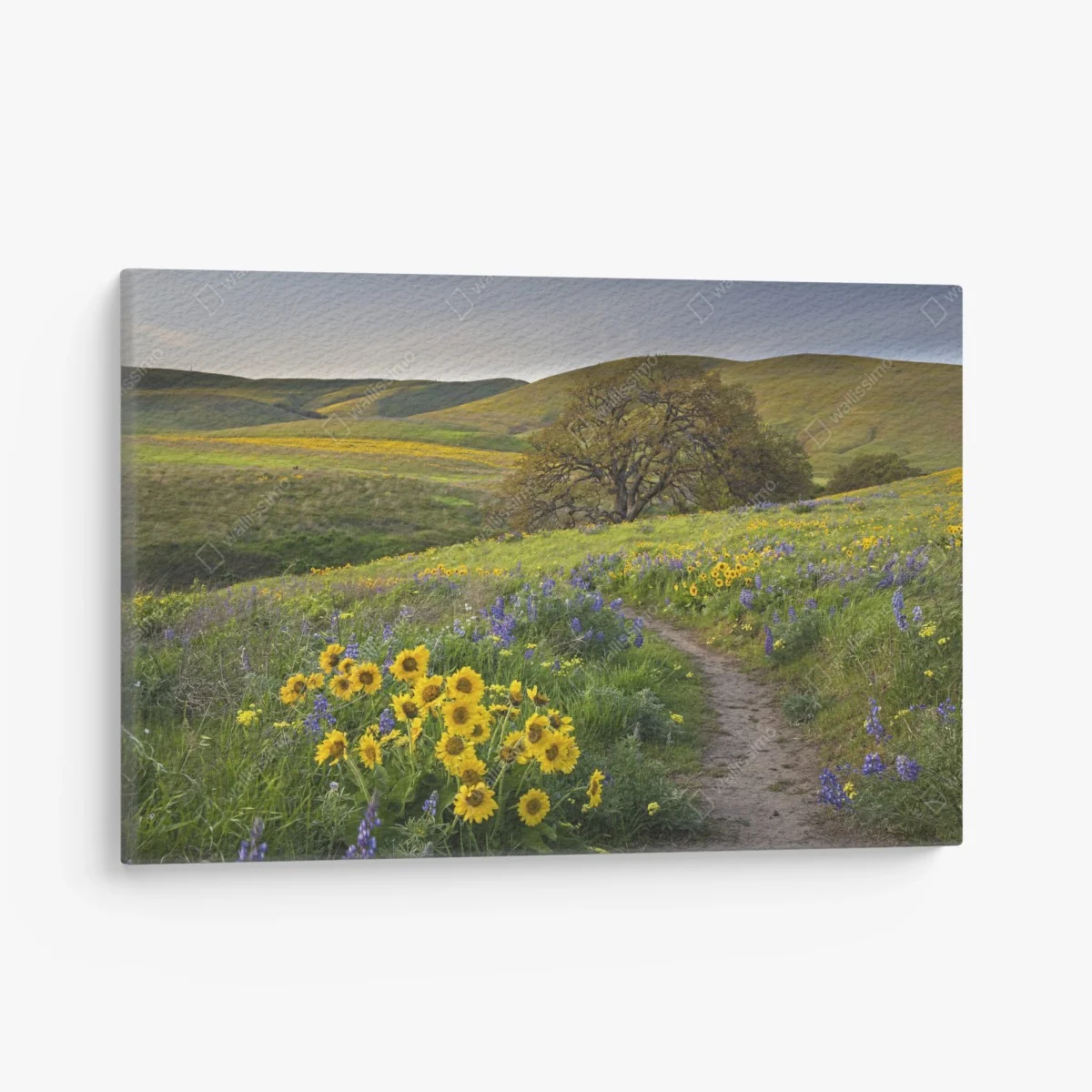 Leinwandbild pfad durch blumenwiese mit eichenbaum – Wallnifity®