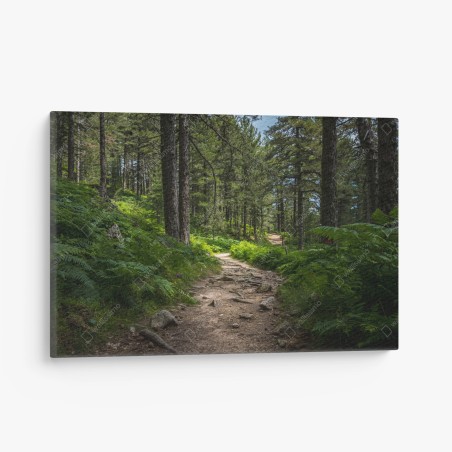 Leinwandbild ruhiger waldpfad durch üppiges grün – Wallnifity®
