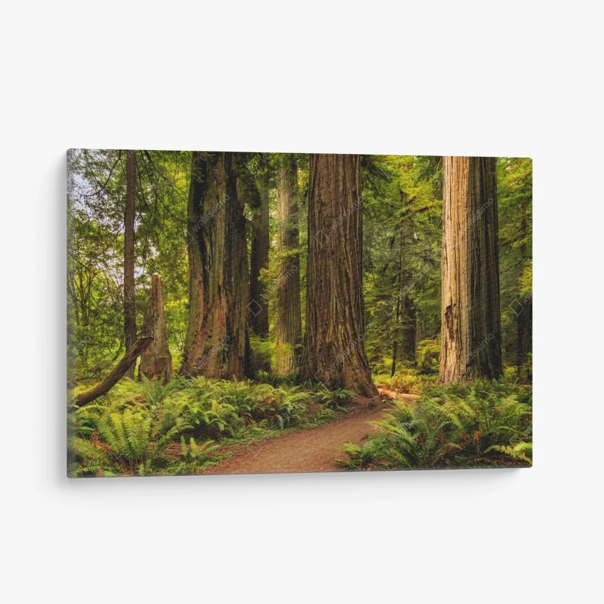 Leinwandbild Kalifornien mammutbäume waldweg – Wallnifity® Leinwandbild Kalifornien mammutbäume waldweg – Wallnifity®