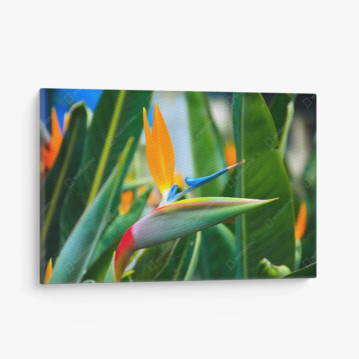 Leinwandbild leuchtende paradiesvogelblume – Wallnifity® Leinwandbild leuchtende paradiesvogelblume – Wallnifity®