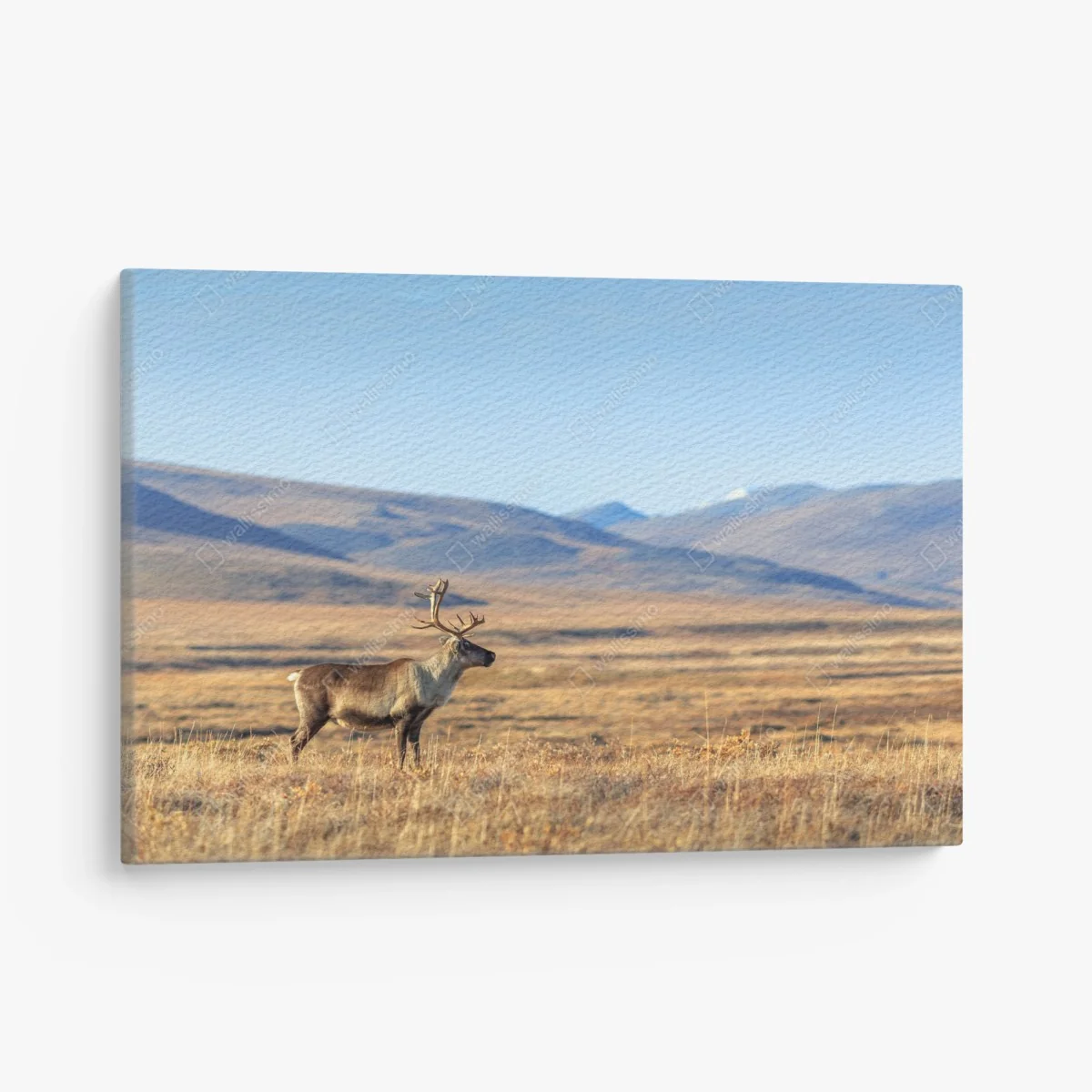 Leinwandbild einsames rentier in der Tundra von Tschukotka – Wallnifity®
