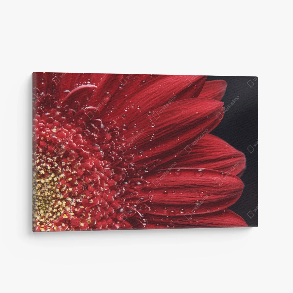 Leinwandbild rote gerbera makro mit wassertropfen – Wallnifity® Leinwandbild rote gerbera makro mit wassertropfen – Wallnifity®