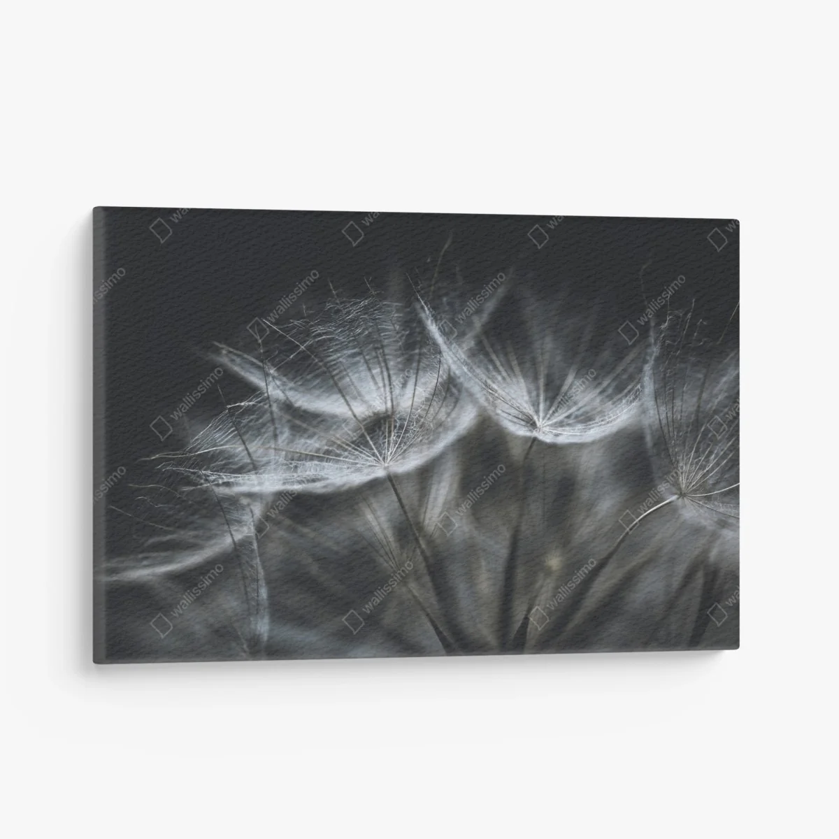 Leinwandbild zarte löwenzahnsamen in monochrom – Wallnifity® Leinwandbild zarte löwenzahnsamen in monochrom – Wallnifity®