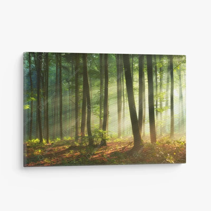 Leinwandbild sonnenbeschienener morgenwald