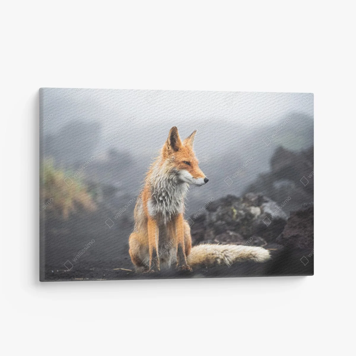 Leinwandbild roter fuchs in nebliger landschaft – Wallnifity®