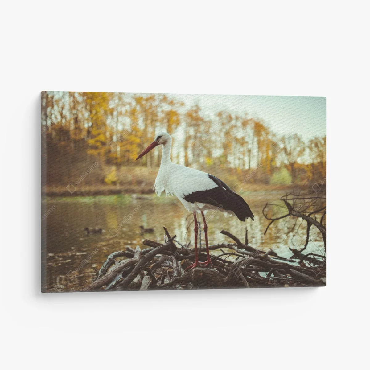 Leinwandbild weißer storch am herbstlichen see – Wallnifity®