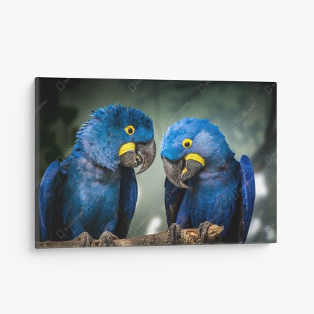 Leinwandbild paar blauer aras - nahaufnahme – Wallnifity®