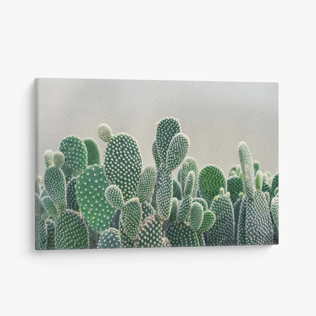 Leinwandbild nahaufnahme eines opuntienkaktus – Wallnifity® Leinwandbild nahaufnahme eines opuntienkaktus – Wallnifity®