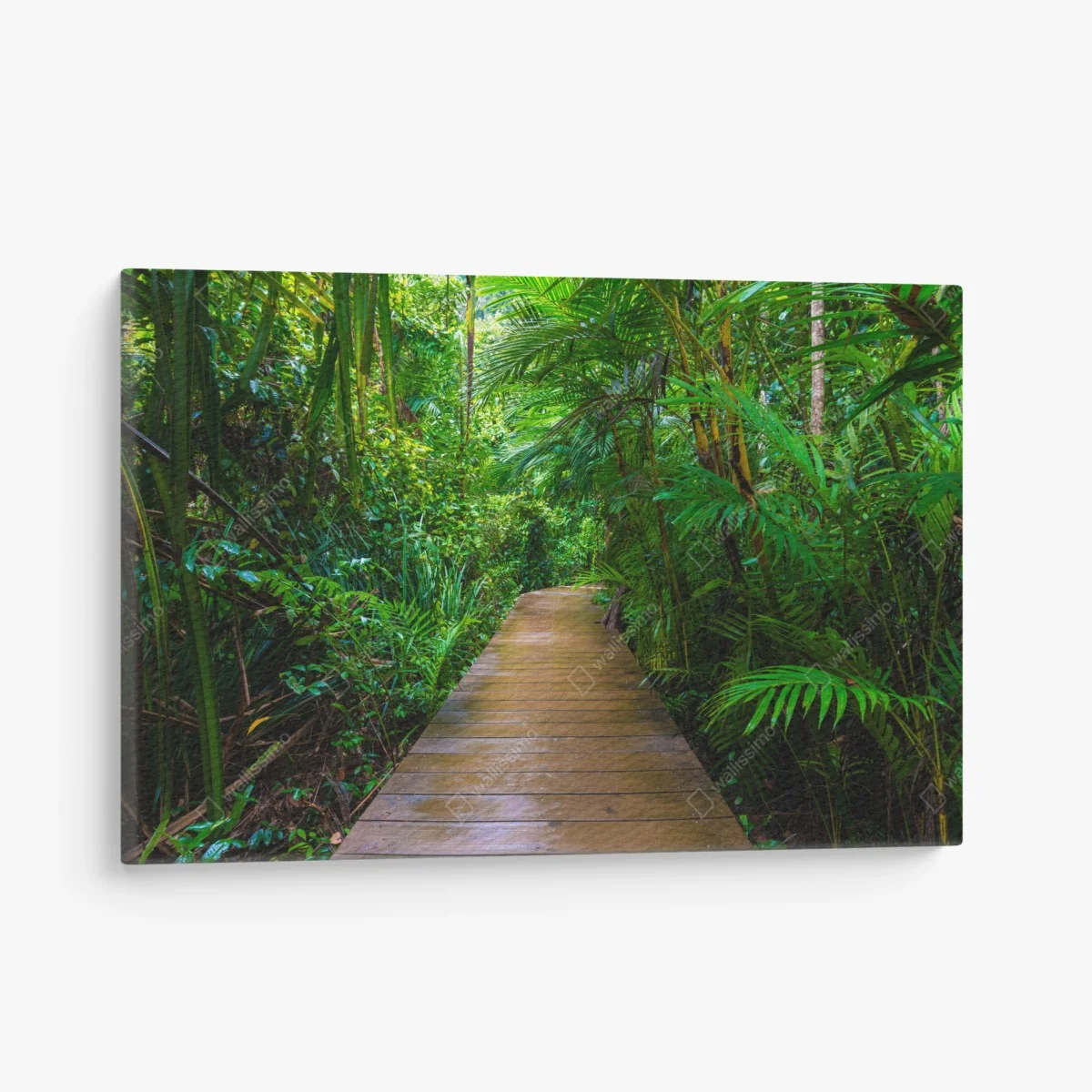 Leinwandbild mangrovensteg durch üppigen grünen dschungel – Wallnifity® Leinwandbild mangrovensteg durch üppigen grünen dschungel – Wallnifity®