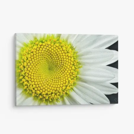 Leinwandbild makro gänseblümchen spiralmuster – Wallnifity®