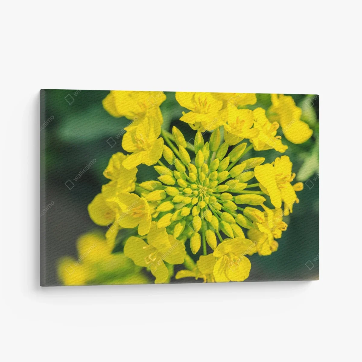 Leinwandbild lebhafte gelbe rapsblüte im nahen makro – Wallnifity® Leinwandbild lebhafte gelbe rapsblüte im nahen makro – Wallnifity®