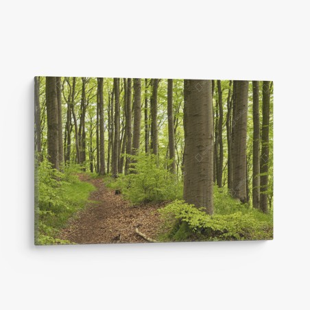 Leinwandbild ruhiger grüner waldweg – Wallnifity®