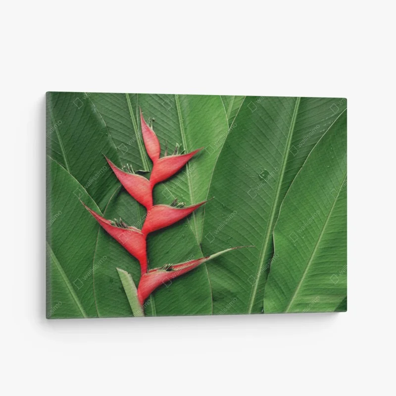 Leinwandbild leuchtende heliconia auf tropischen blättern