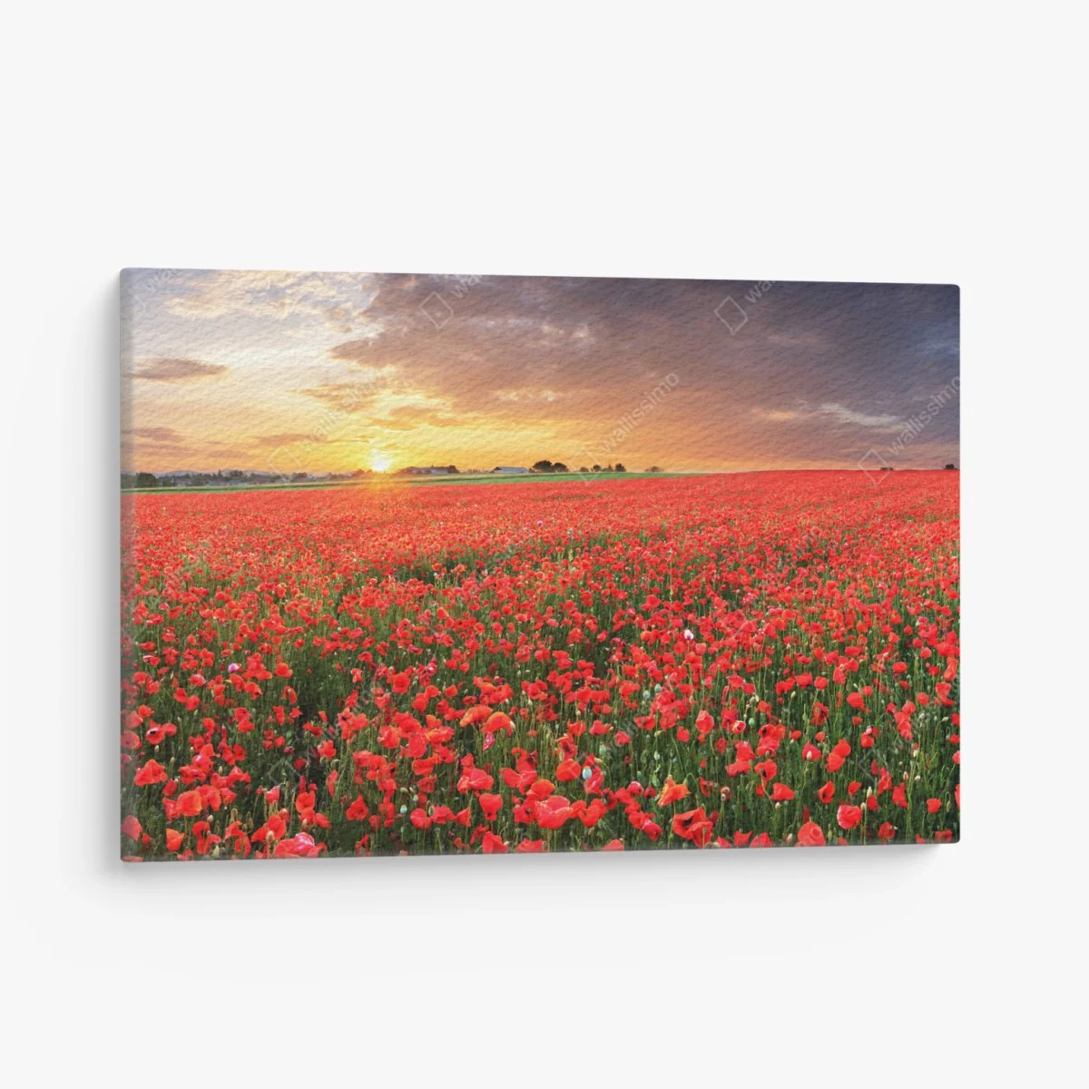 Leinwandbild mohnfeld im sonnenuntergang – Wallnifity®