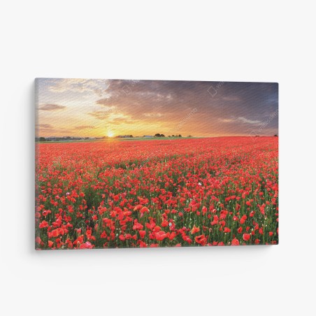 Leinwandbild mohnfeld im sonnenuntergang – Wallnifity®