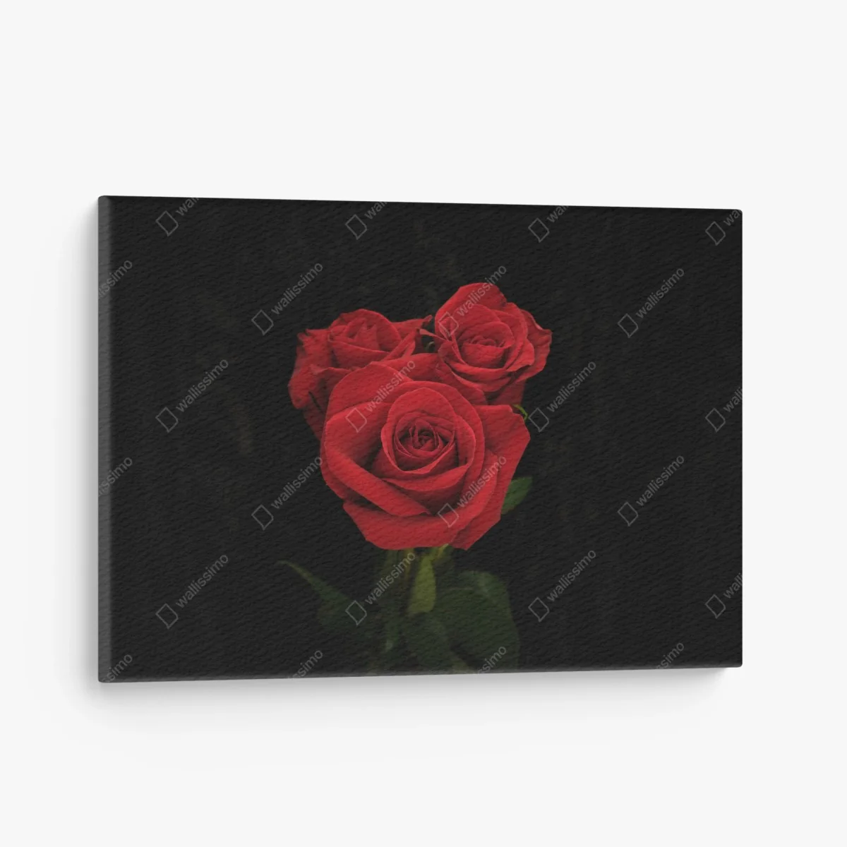 Leinwandbild rote rosen vor schwarzem hintergrund – Wallnifity® Leinwandbild rote rosen vor schwarzem hintergrund – Wallnifity®
