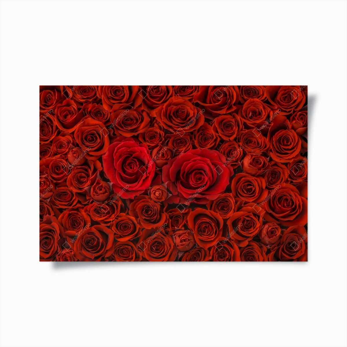 Poster prunkvolle collage roter rosen – Wallnifity®