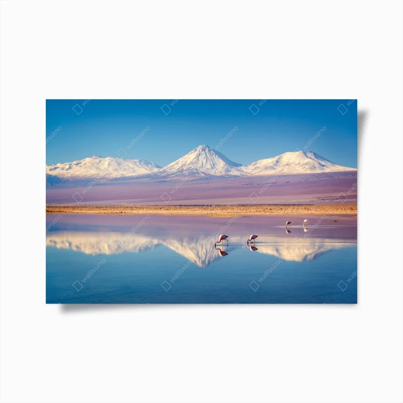 Poster Laguna Chaxa mit flamingos und Licancabur