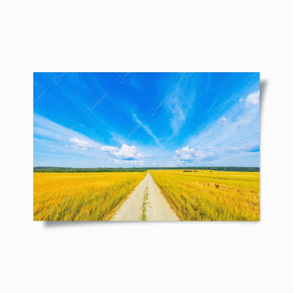 Poster goldene wiese unter weitem blauem himmel – Wallnifity® Poster goldene wiese unter weitem blauem himmel – Wallnifity®