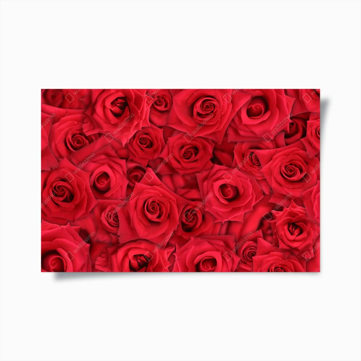 Poster leuchtende rote rosen collage – Wallnifity® Poster leuchtende rote rosen collage – Wallnifity®
