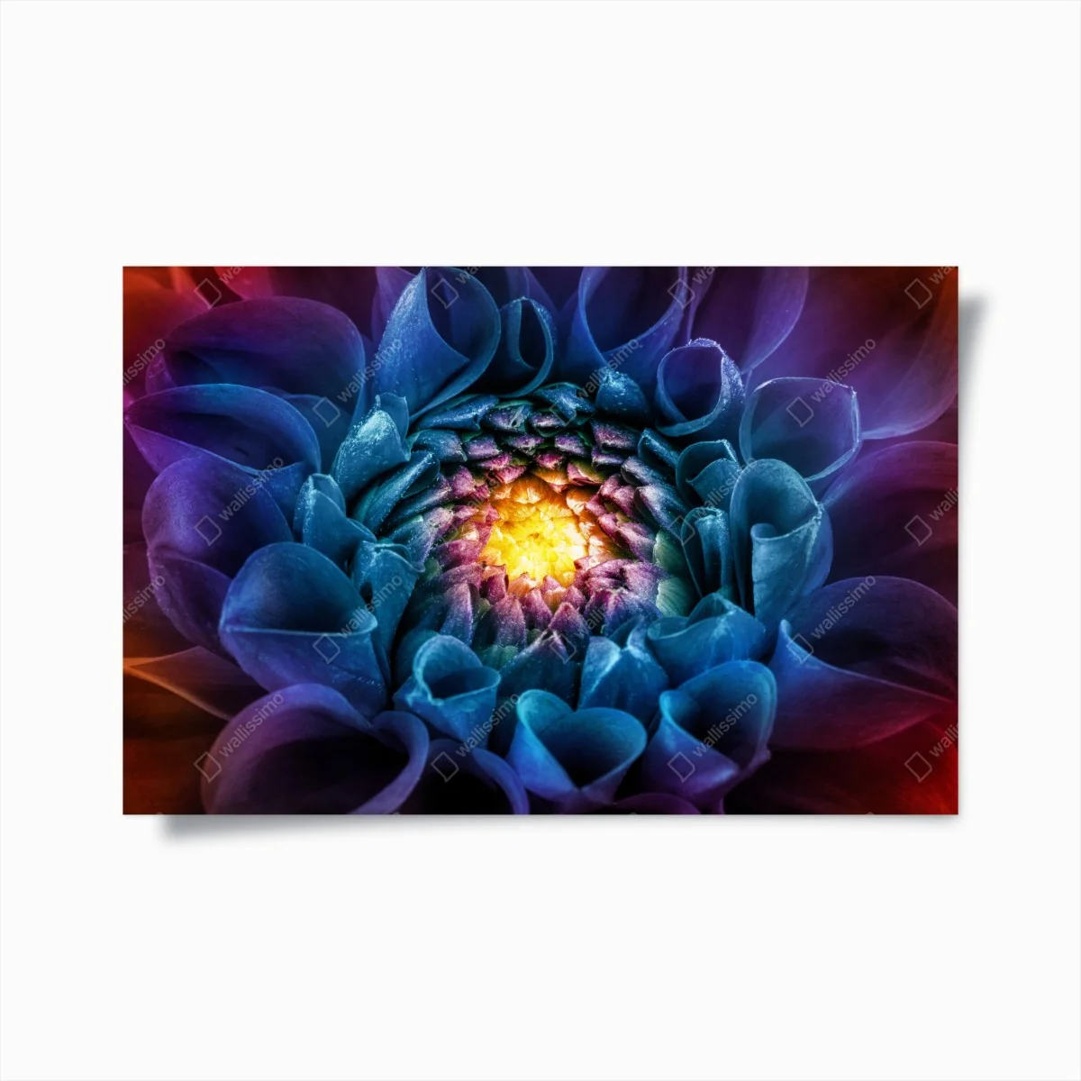 Poster leuchtende blaue chrysantheme nahaufnahme – Wallnifity® Poster leuchtende blaue chrysantheme nahaufnahme – Wallnifity®
