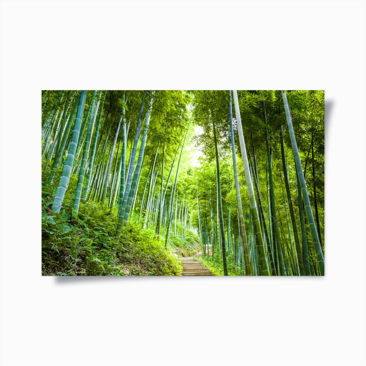 Poster ruhiger bambuswaldweg – Wallnifity®
