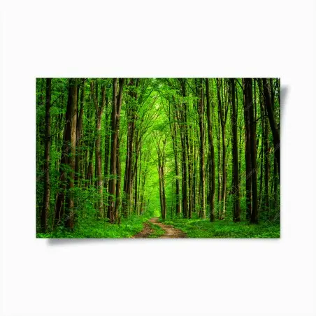 Poster üppiger grüner waldweg – Wallnifity®