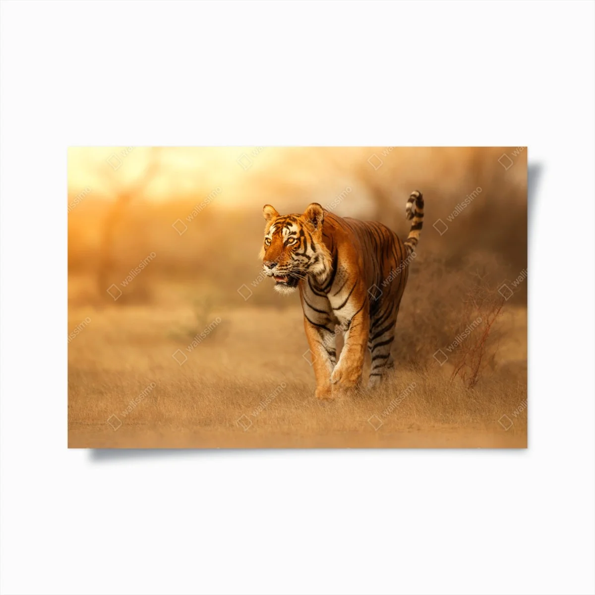 Poster majestätischer tiger im goldenen licht – Wallnifity® Poster majestätischer tiger im goldenen licht – Wallnifity®