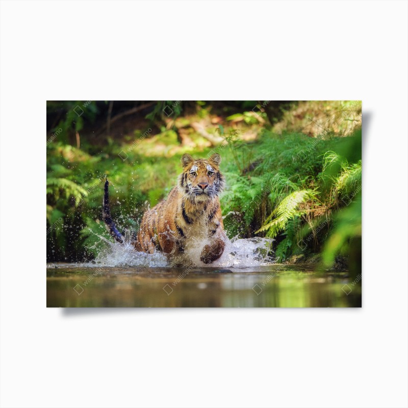 Poster majestätischer tiger im waldbach