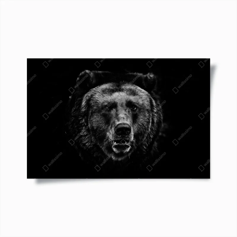 Poster düsteres grizzly-porträt in monochrom
