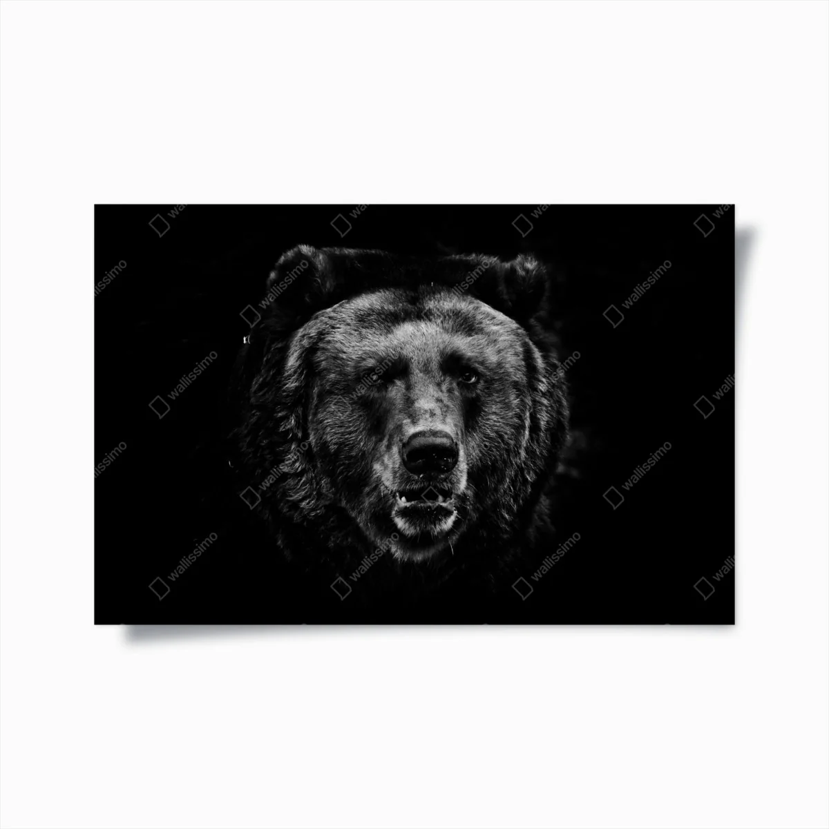 Poster düsteres grizzly-porträt in monochrom – Wallnifity® Poster düsteres grizzly-porträt in monochrom – Wallnifity®