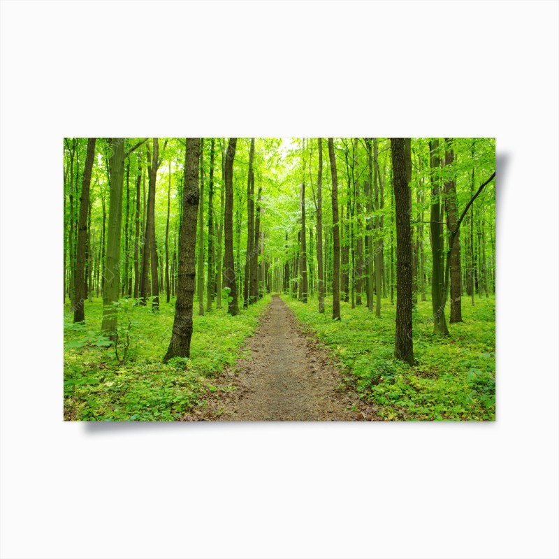 Poster ruhiger grüner waldweg