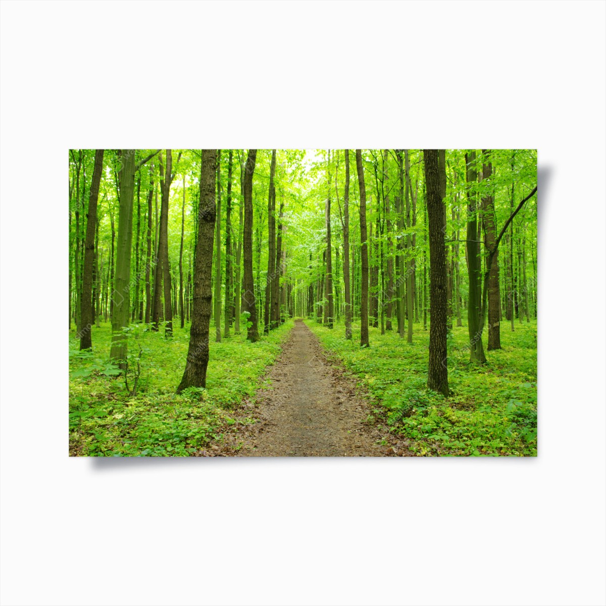 Poster ruhiger grüner waldweg – Wallnifity®