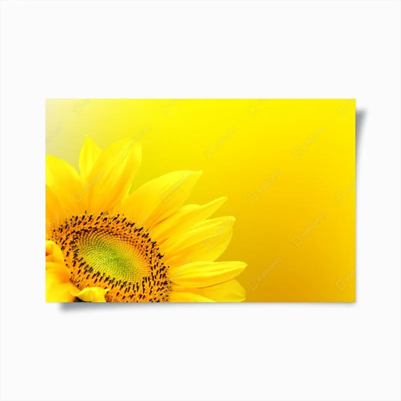 Poster leuchtende sonnenblume nahaufnahme auf gelbem hintergrund