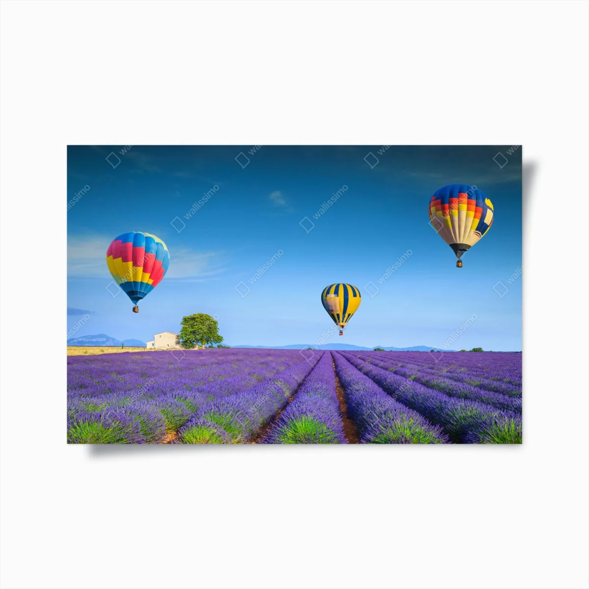 Poster lavendelfelder bei Valensole mit luftballons – Wallnifity®