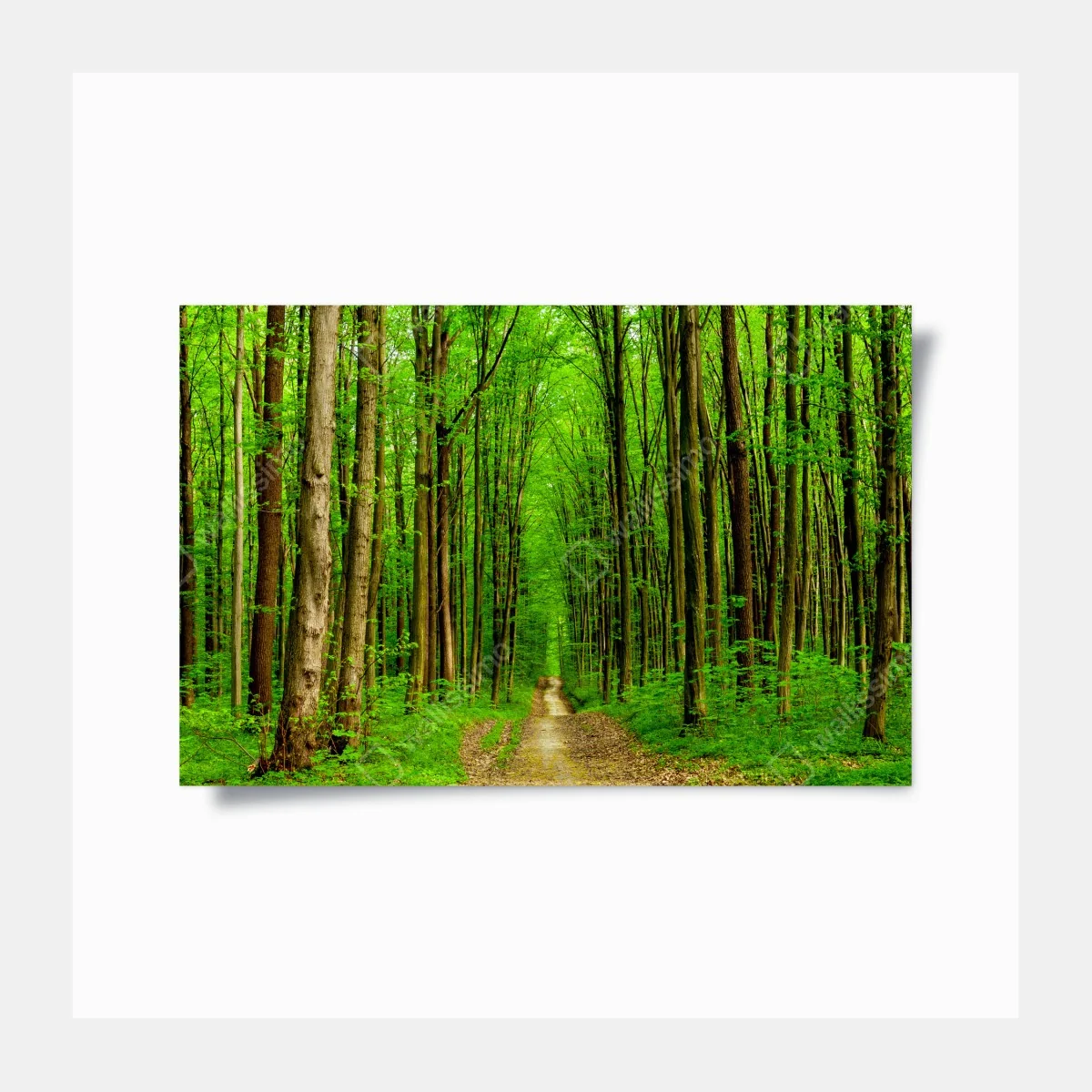 Poster grüner waldweg im frühling – Wallnifity® Poster grüner waldweg im frühling – Wallnifity®