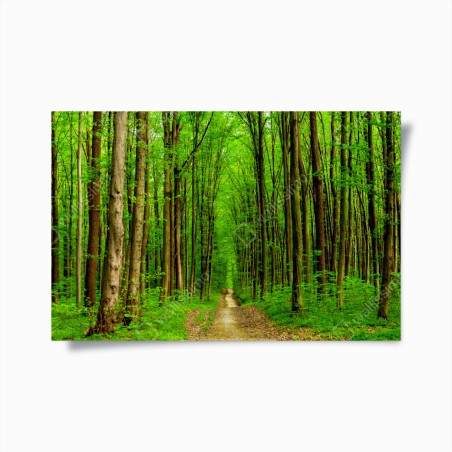Poster grüner waldweg im frühling – Wallnifity®