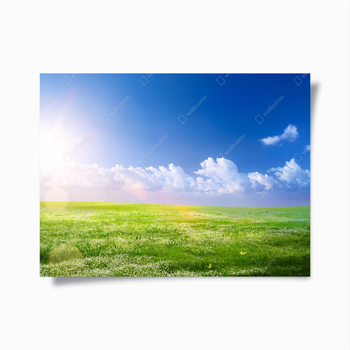 Poster sonnige frühlingswiese unter blauem himmel – Wallnifity®