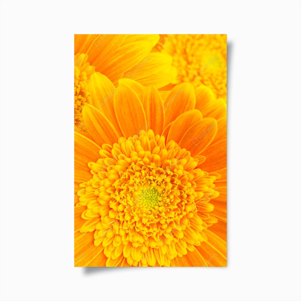 Poster intensive orange gerbera nahaufnahme – Wallnifity® Poster intensive orange gerbera nahaufnahme – Wallnifity®