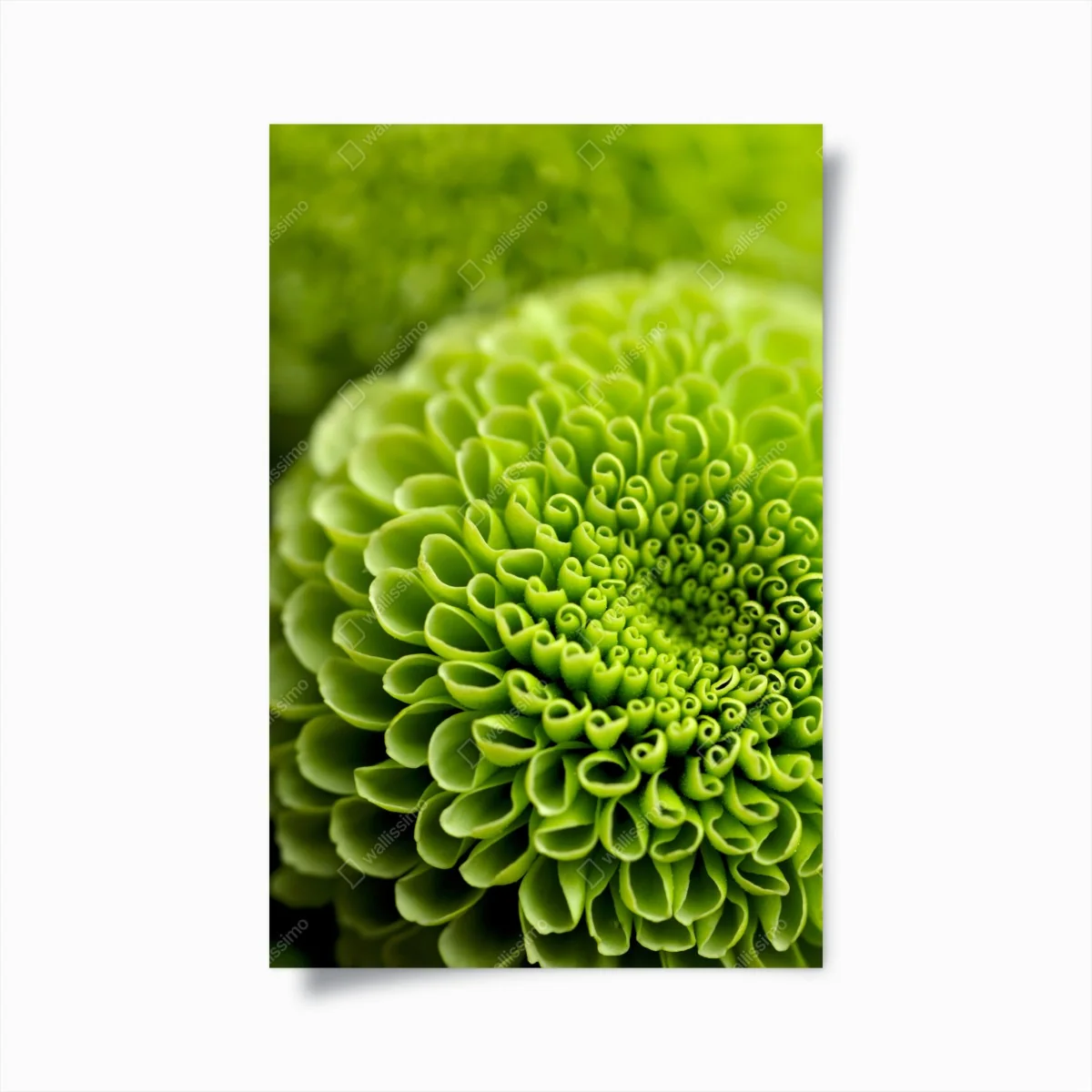 Poster leuchtende grüne blumenspirale im makro – Wallnifity® Poster leuchtende grüne blumenspirale im makro – Wallnifity®