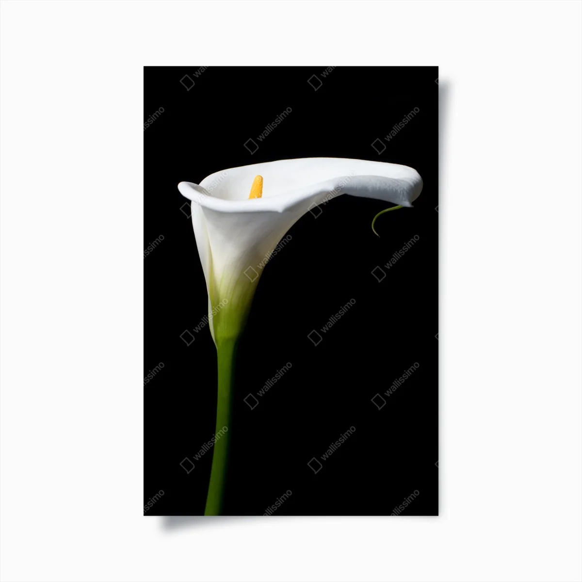 Poster elegante weiße calla auf schwarzem hintergrund – Wallnifity® Poster elegante weiße calla auf schwarzem hintergrund – Wallnifity®