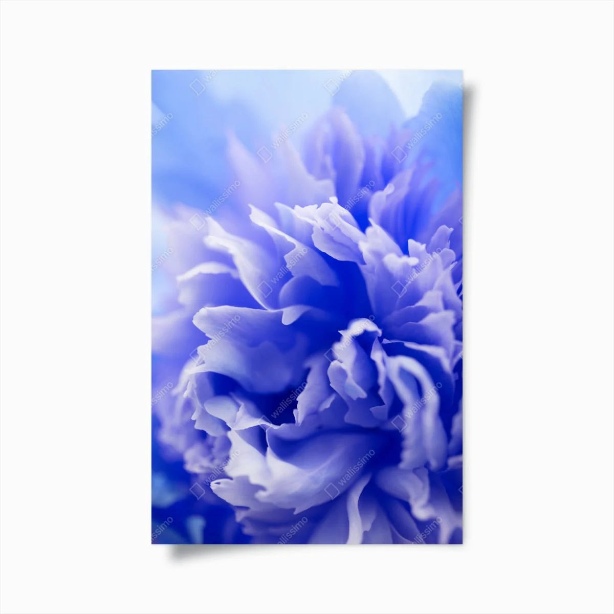 Poster sanfte blaue abstrakte blume nahaufnahme – Wallnifity® Poster sanfte blaue abstrakte blume nahaufnahme – Wallnifity®