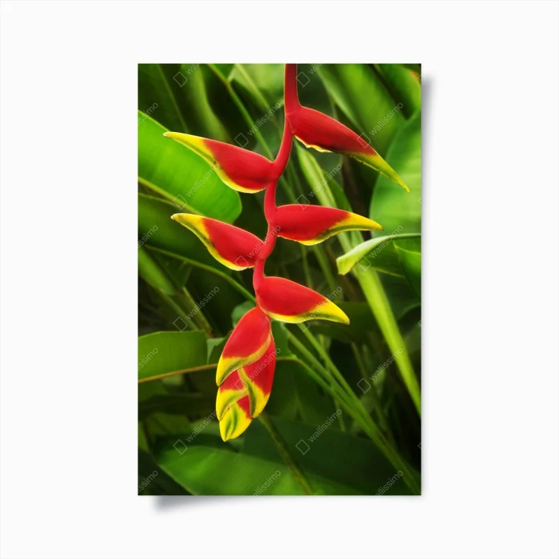 Poster alpenwiese und bergpfad – Wallnifity®