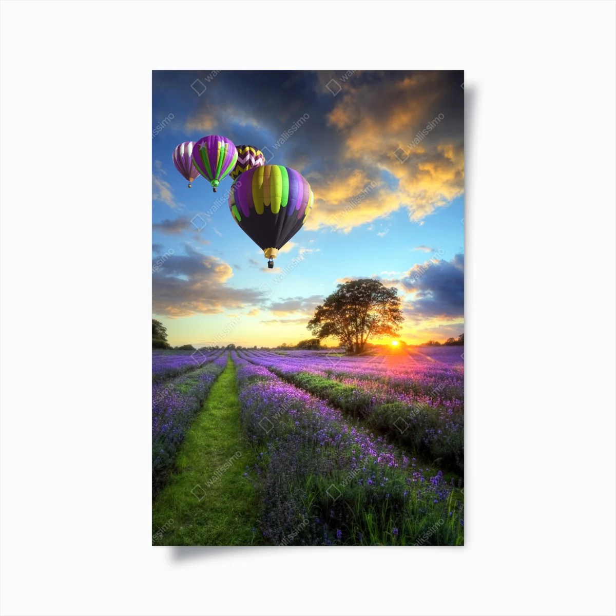 Poster lavendersonnenuntergang mit bunten heißluftballons – Wallnifity®