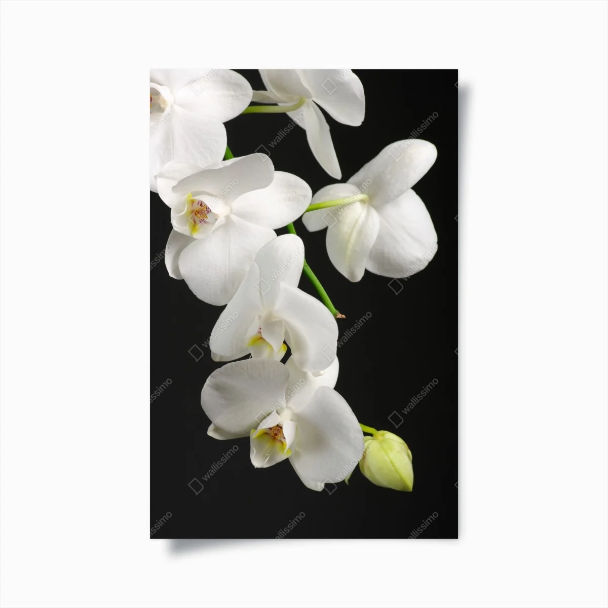 Poster weißer orchideenzweig vor schwarzem hintergrund – Wallnifity®
