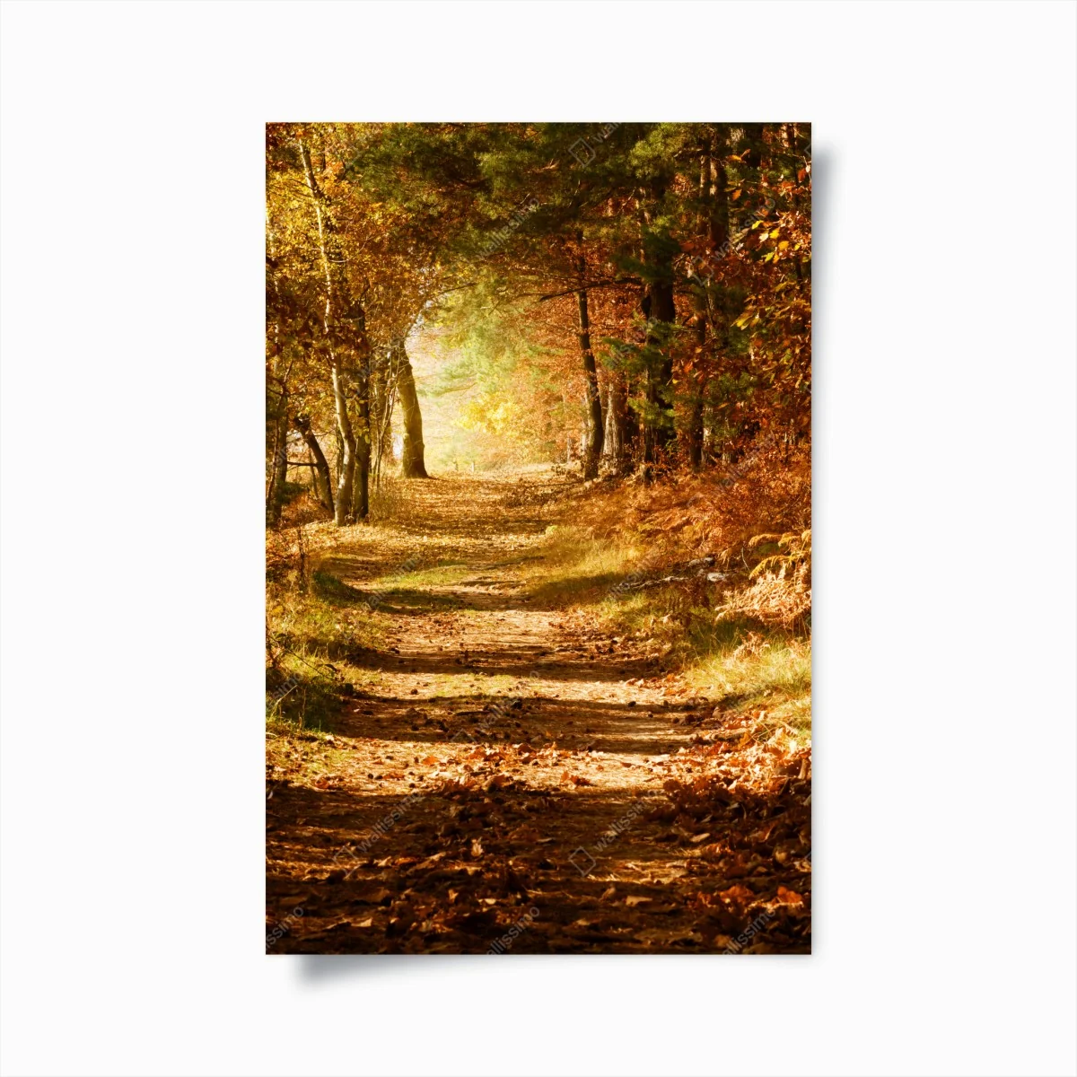 Poster herbstlicher waldweg mit goldenem licht – Wallnifity® Poster herbstlicher waldweg mit goldenem licht – Wallnifity®
