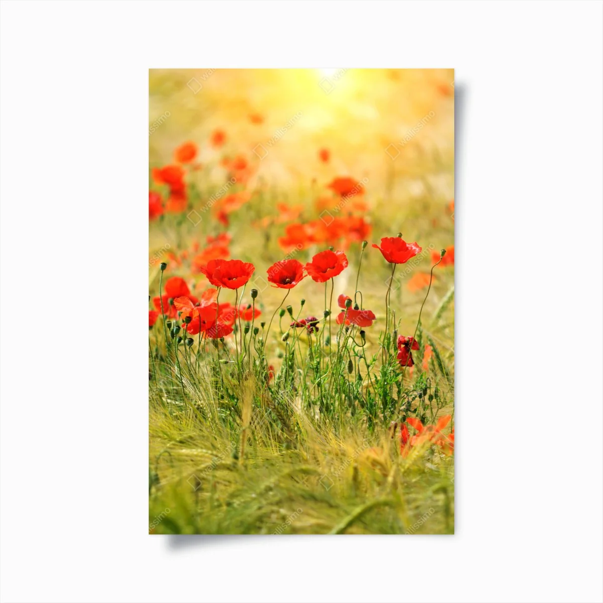 Poster rote mohnwiese im sonnenlicht – Wallnifity®