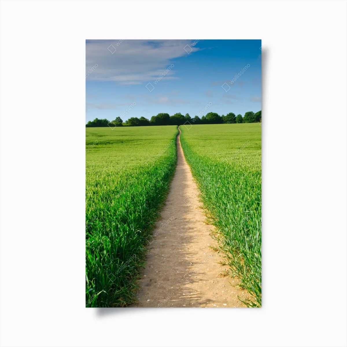 Poster sonnenbeschienener weg durch grüne wiese – Wallnifity®